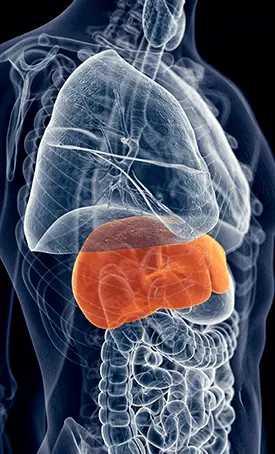 How Does Hepatoburn Works?